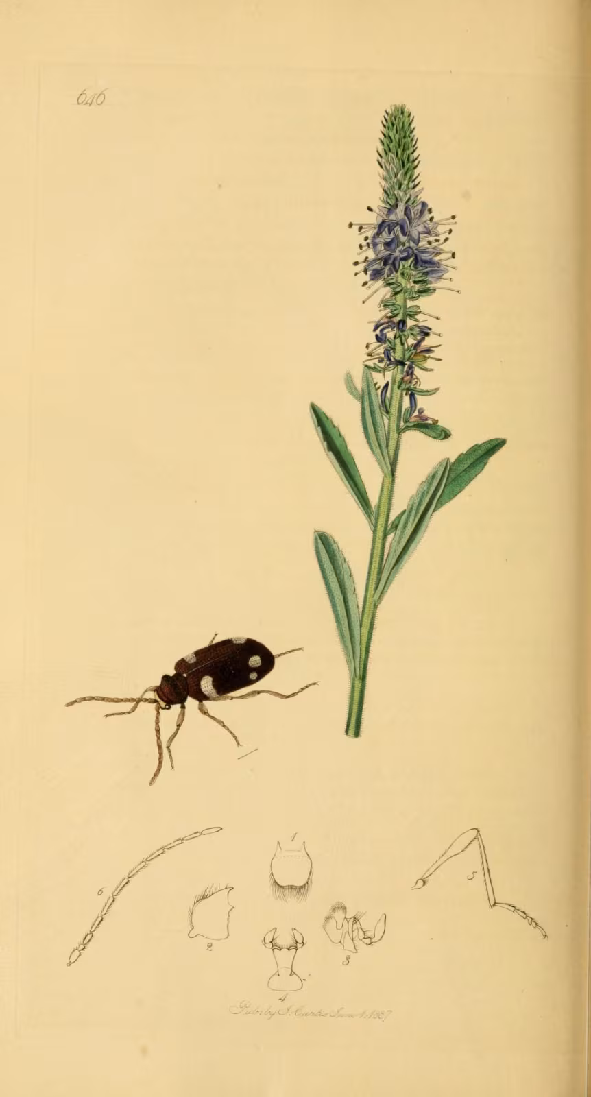 Ptinus sexpunctatus