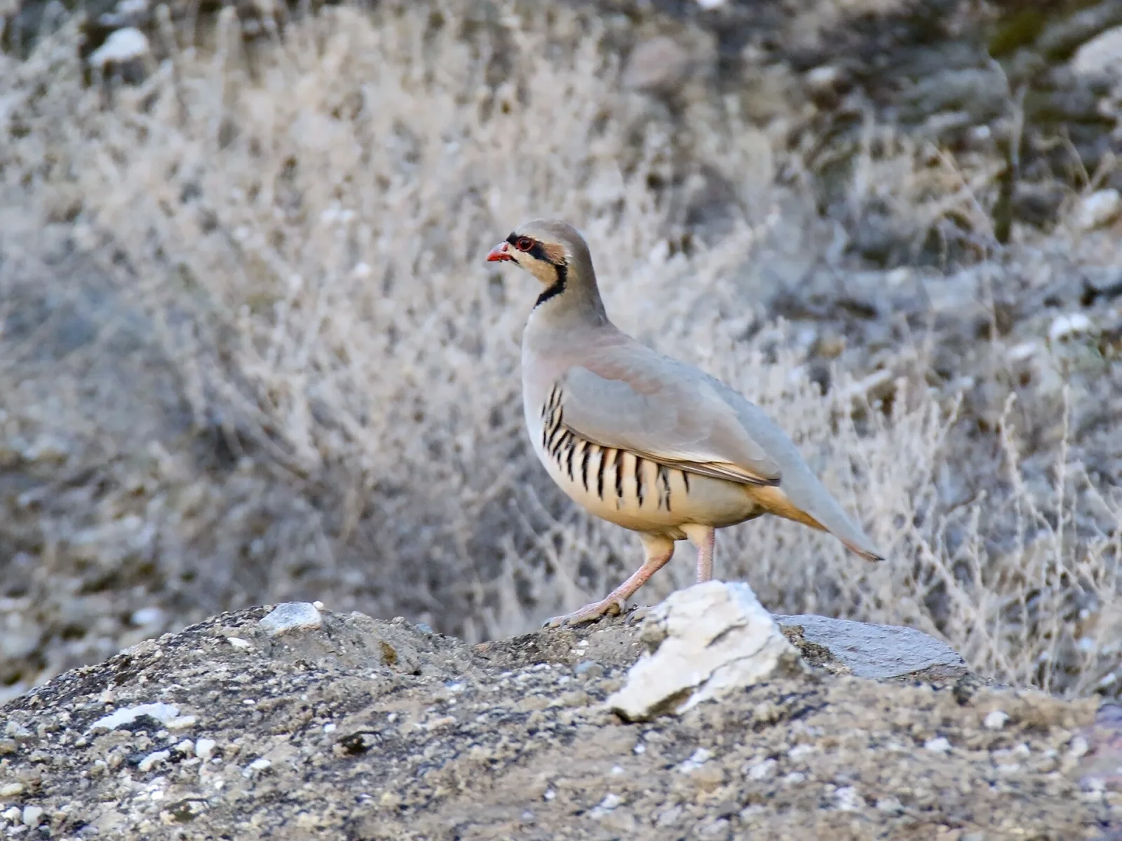 Coturnice asiatica