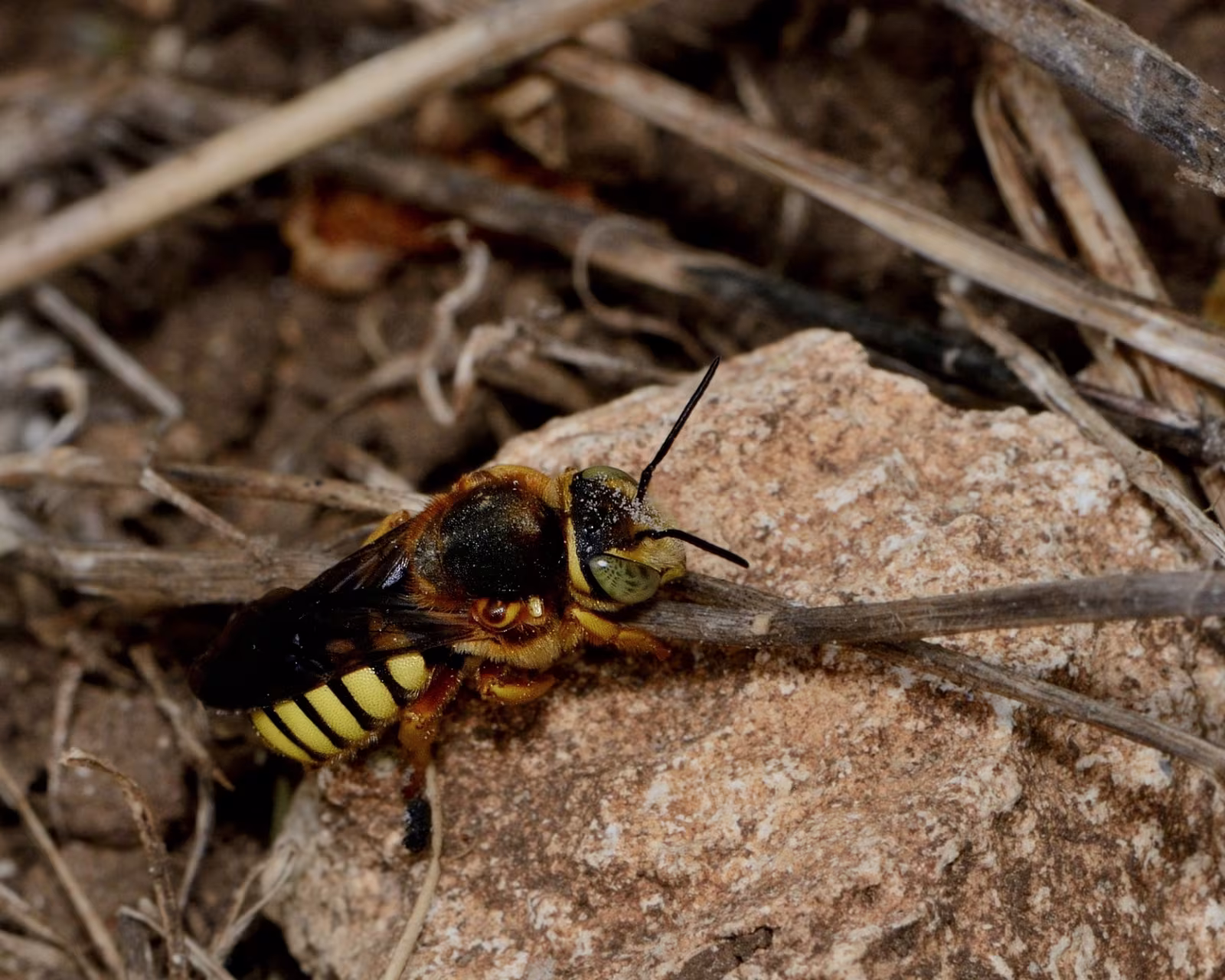 Rhodanthidium septemdentatum