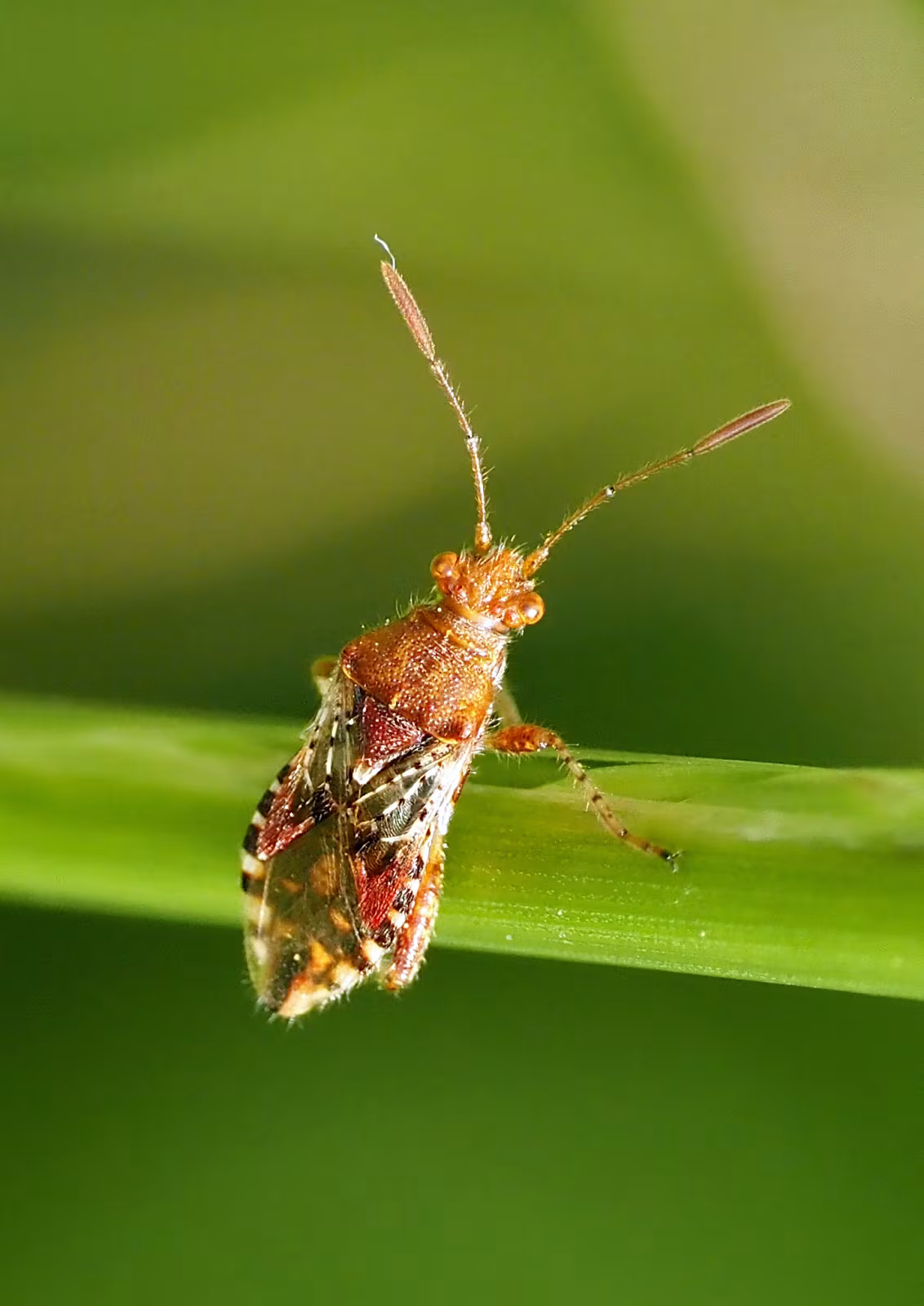 Rhopalus subrufus