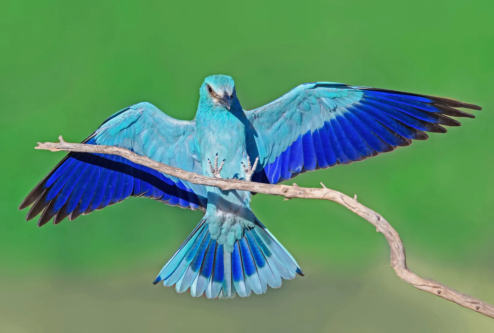European Roller
