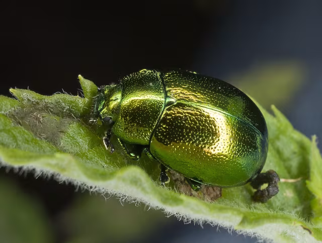 Chrysolina herbacea