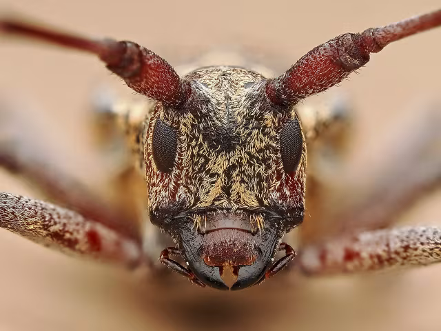 Monochamus galloprovincialis