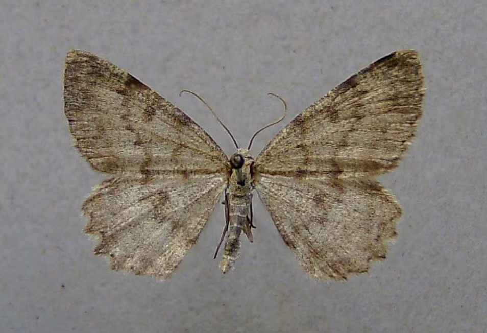 Charissa glaucinaria