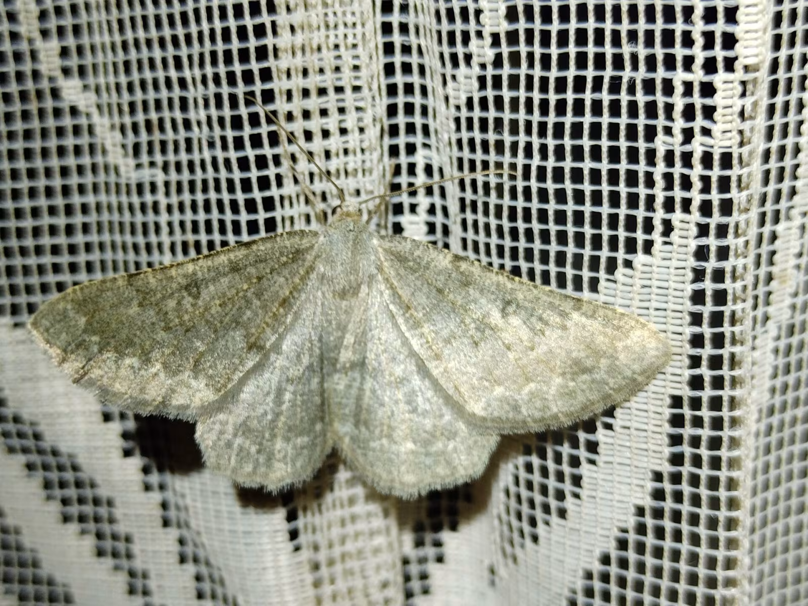 Gnophos obfuscata
