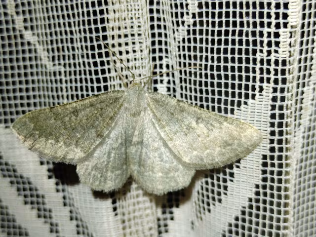 Gnophos obfuscata