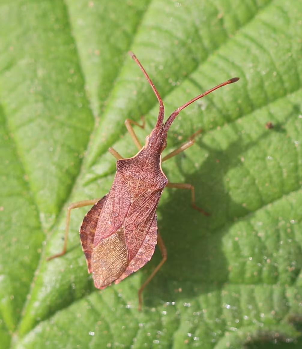 Haploprocta sulcicornis