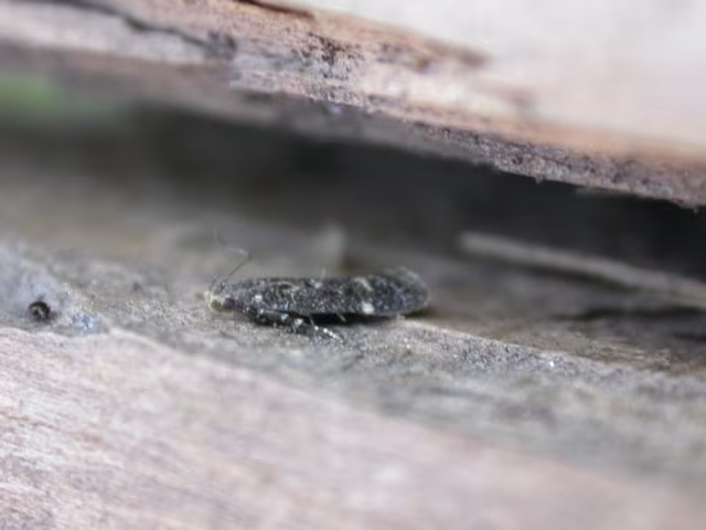 Dichomeris alacella