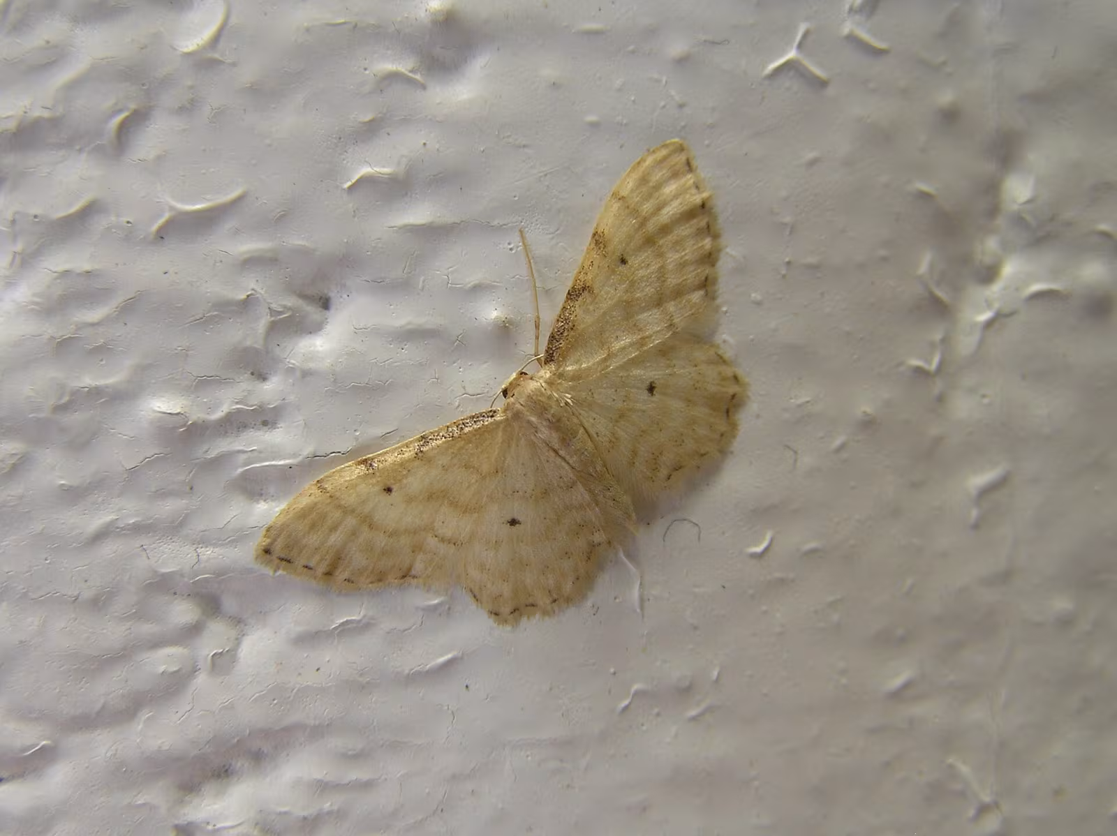Idaea fuscovenosa
