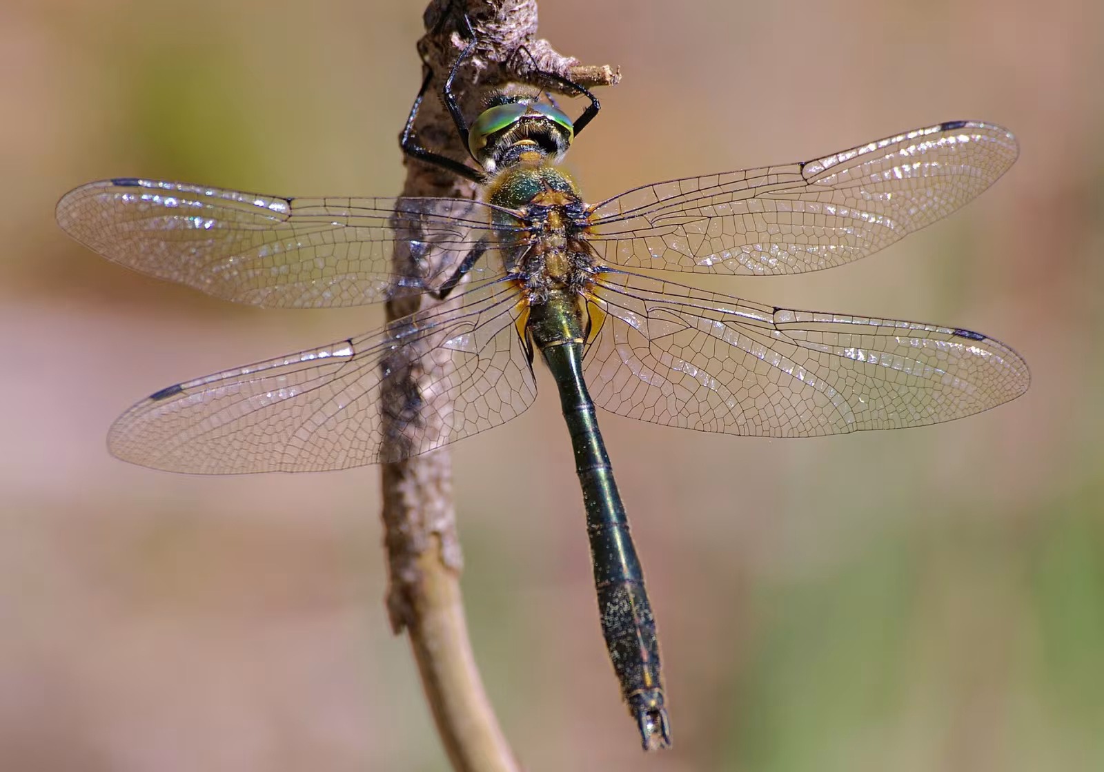 Smeralda bronzea