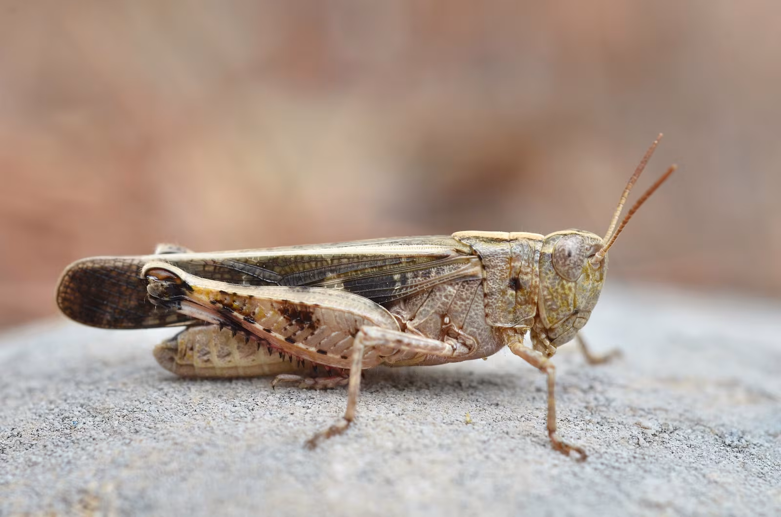 Aiolopus strepens