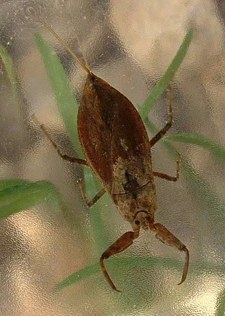 Scorpione d'acqua