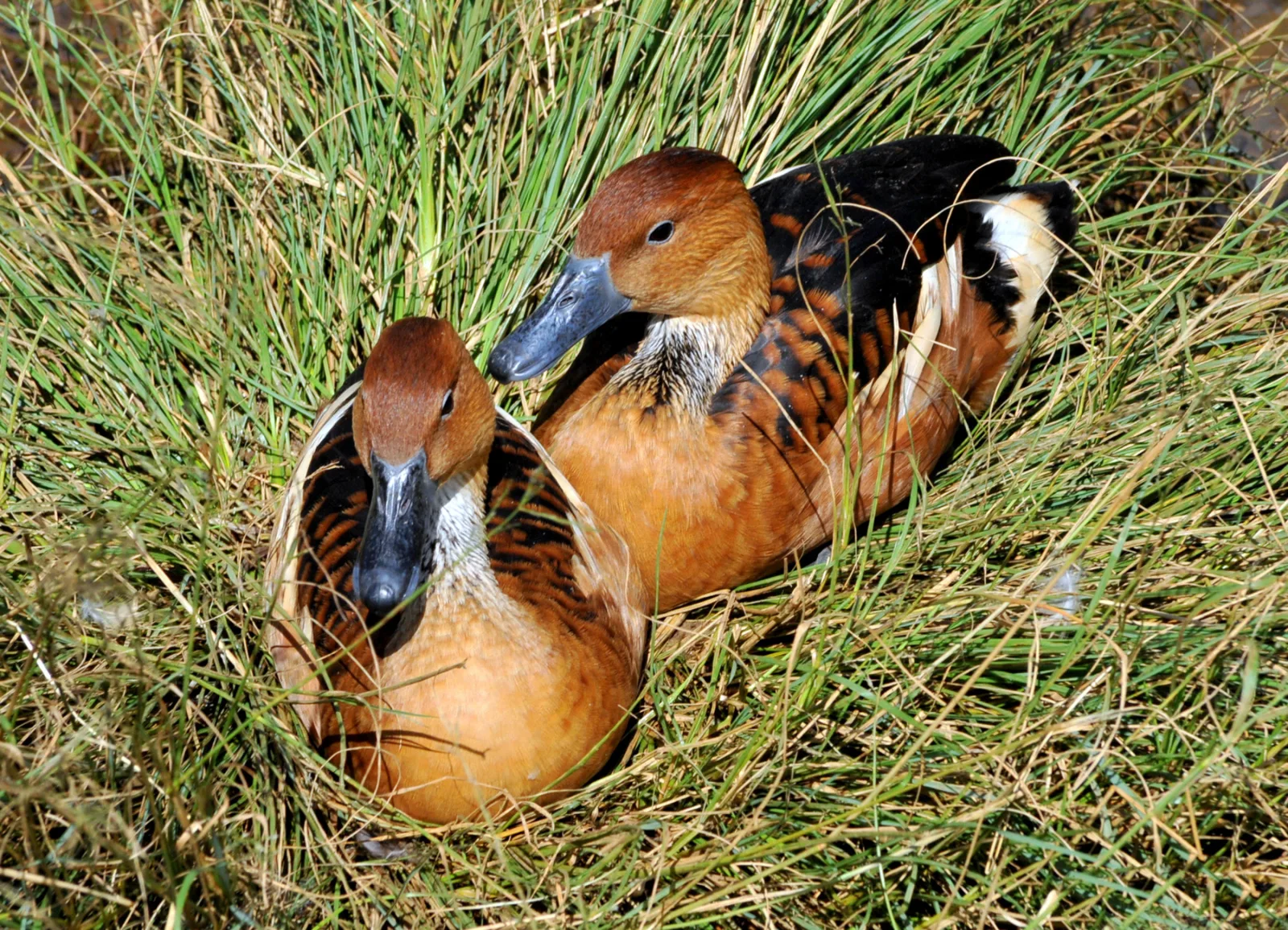 Dendrocigna fulva