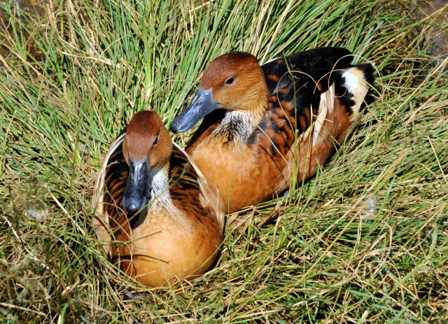 Dendrocigna fulva