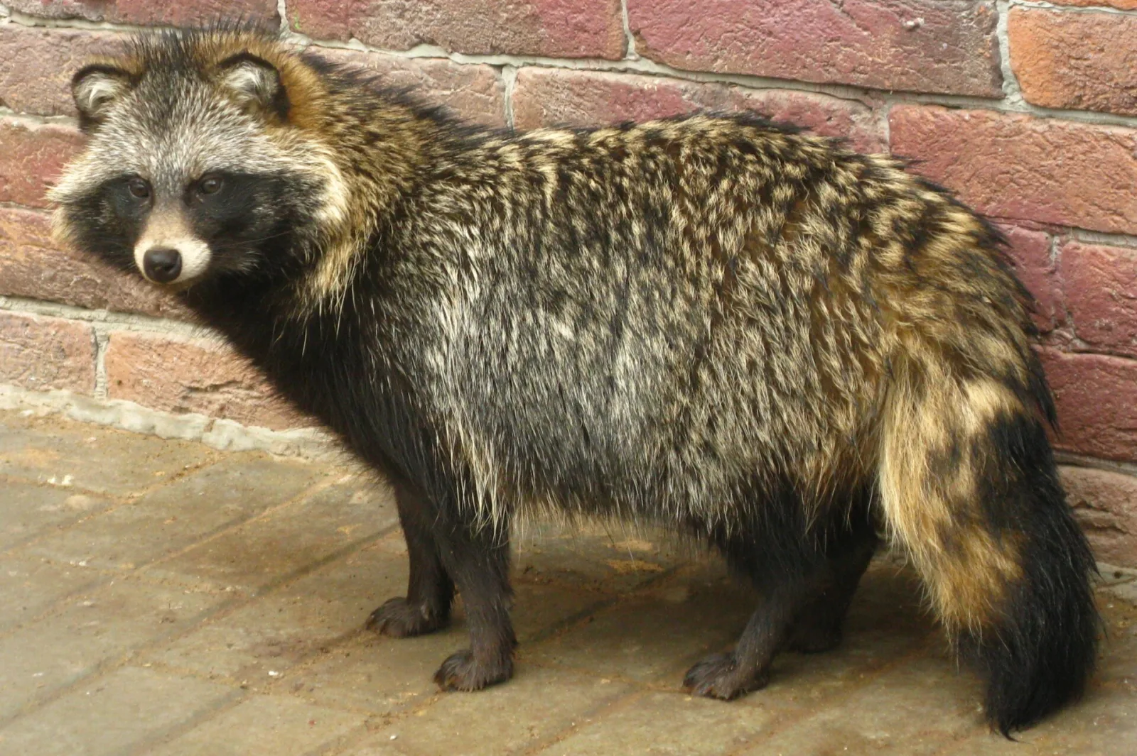 Mainland Raccoon Dog