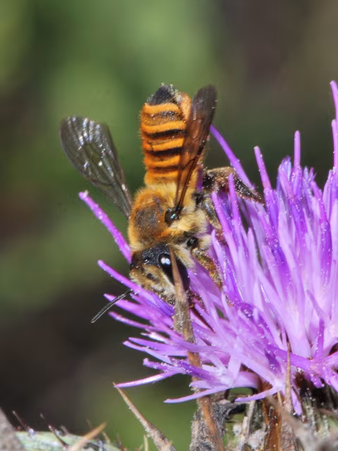 Megachile melanopyga