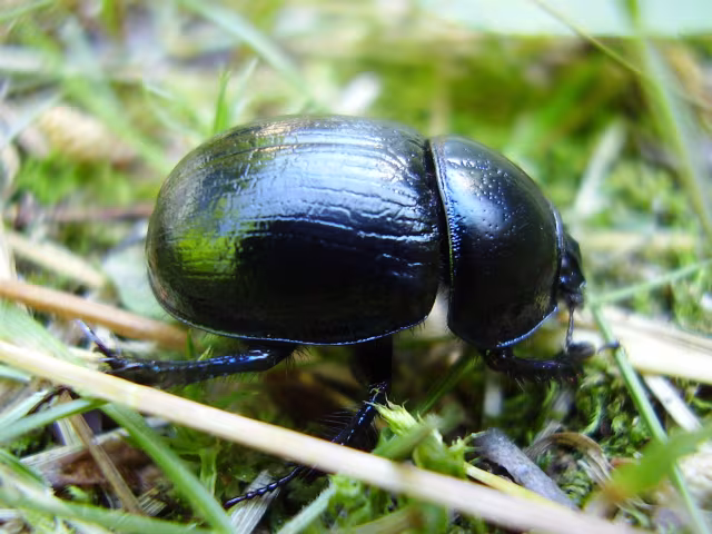 Geotrupes stercorarius