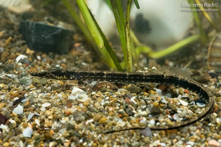 Black-striped Pipefish