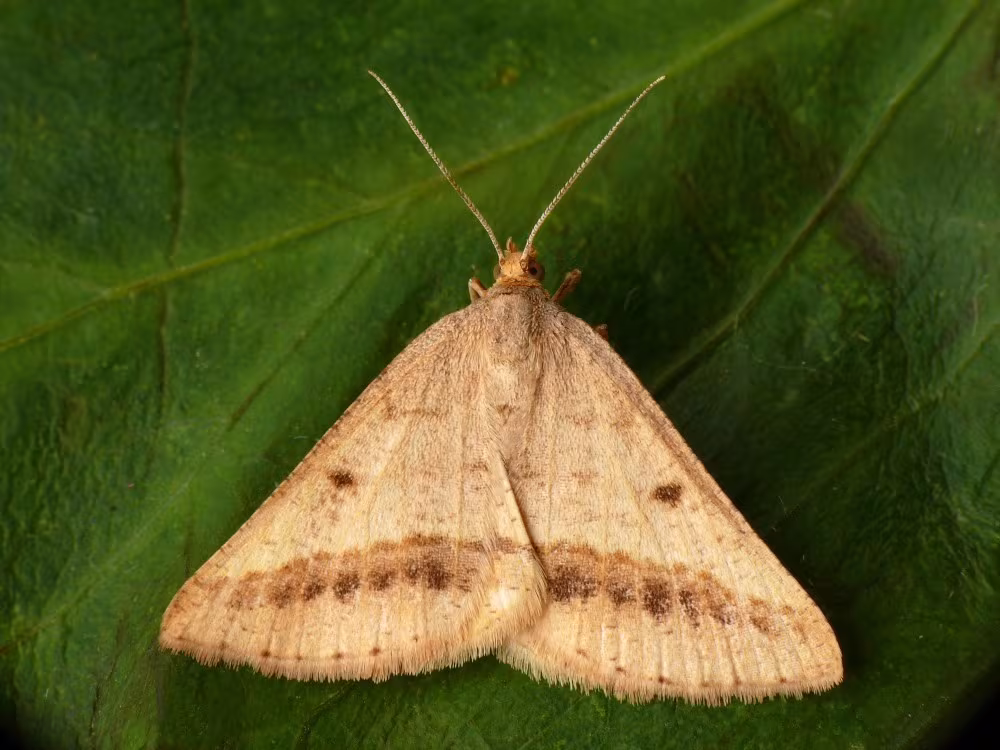 Isturgia arenacearia