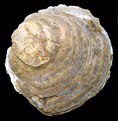 Ostrica piatta
