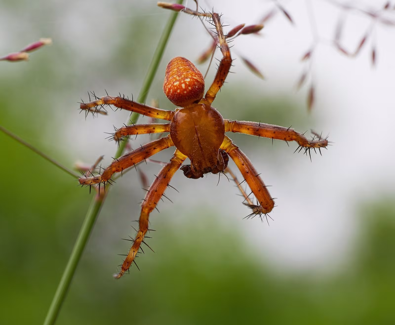 Araneus alsine
