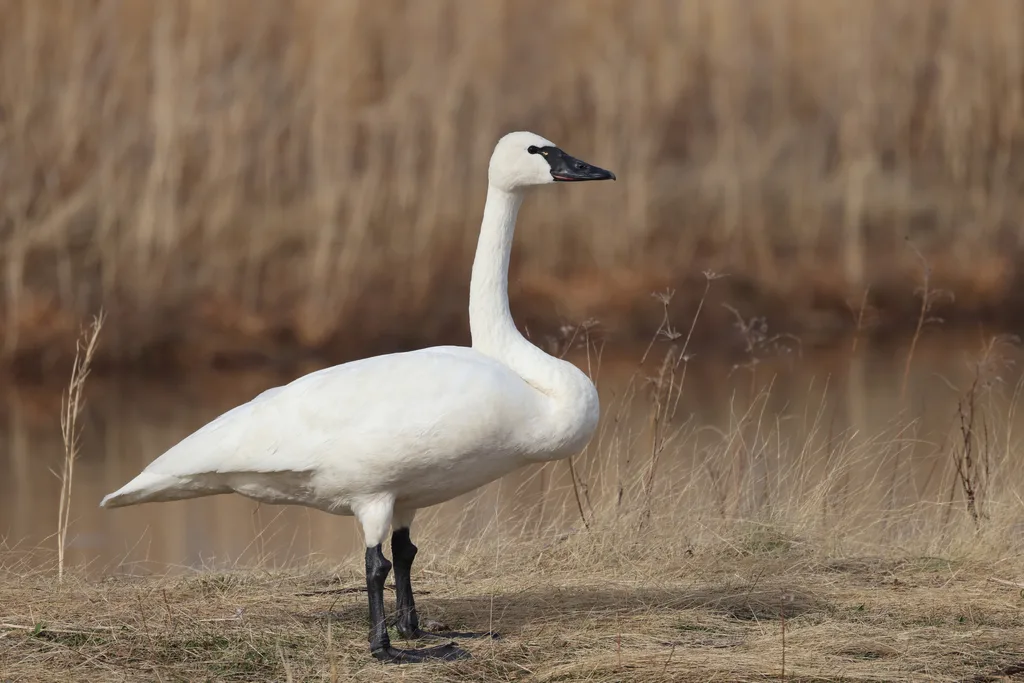 Cigno minore