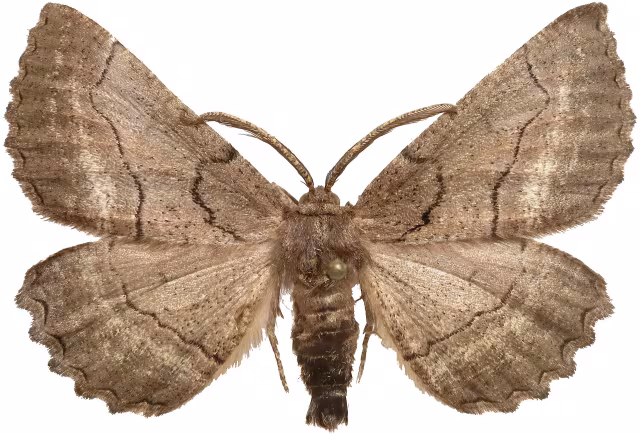 Nychiodes obscuraria