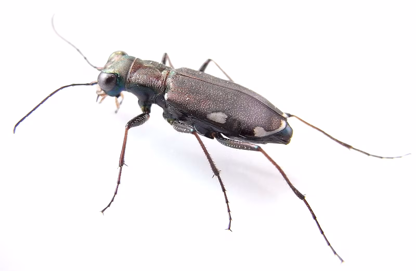 Cylindera germanica