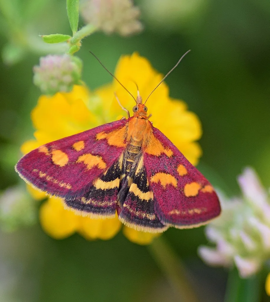 Pyrausta purpuralis