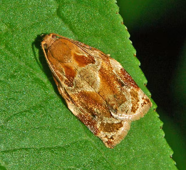 Archips xylosteana