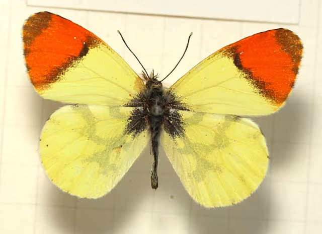 Anthocharis euphenoides