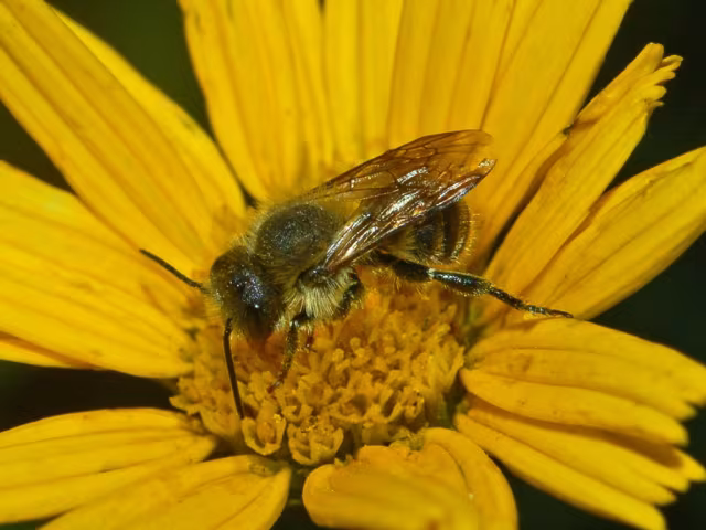 Osmia latreillei