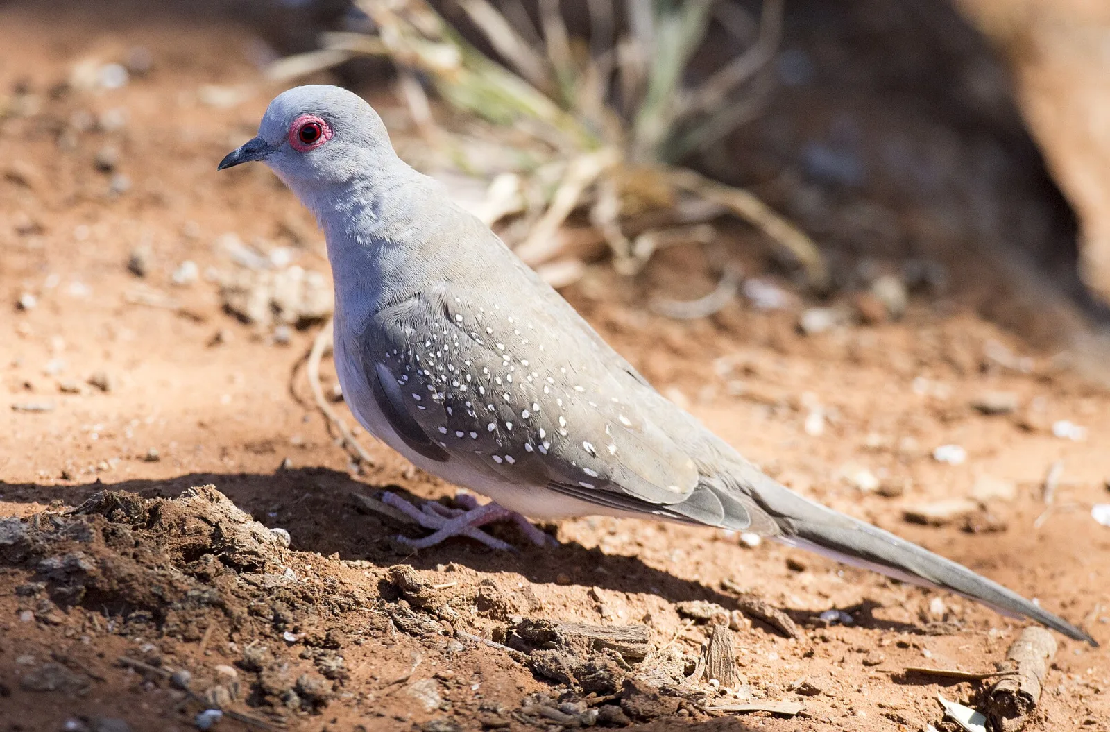 Diamond Dove
