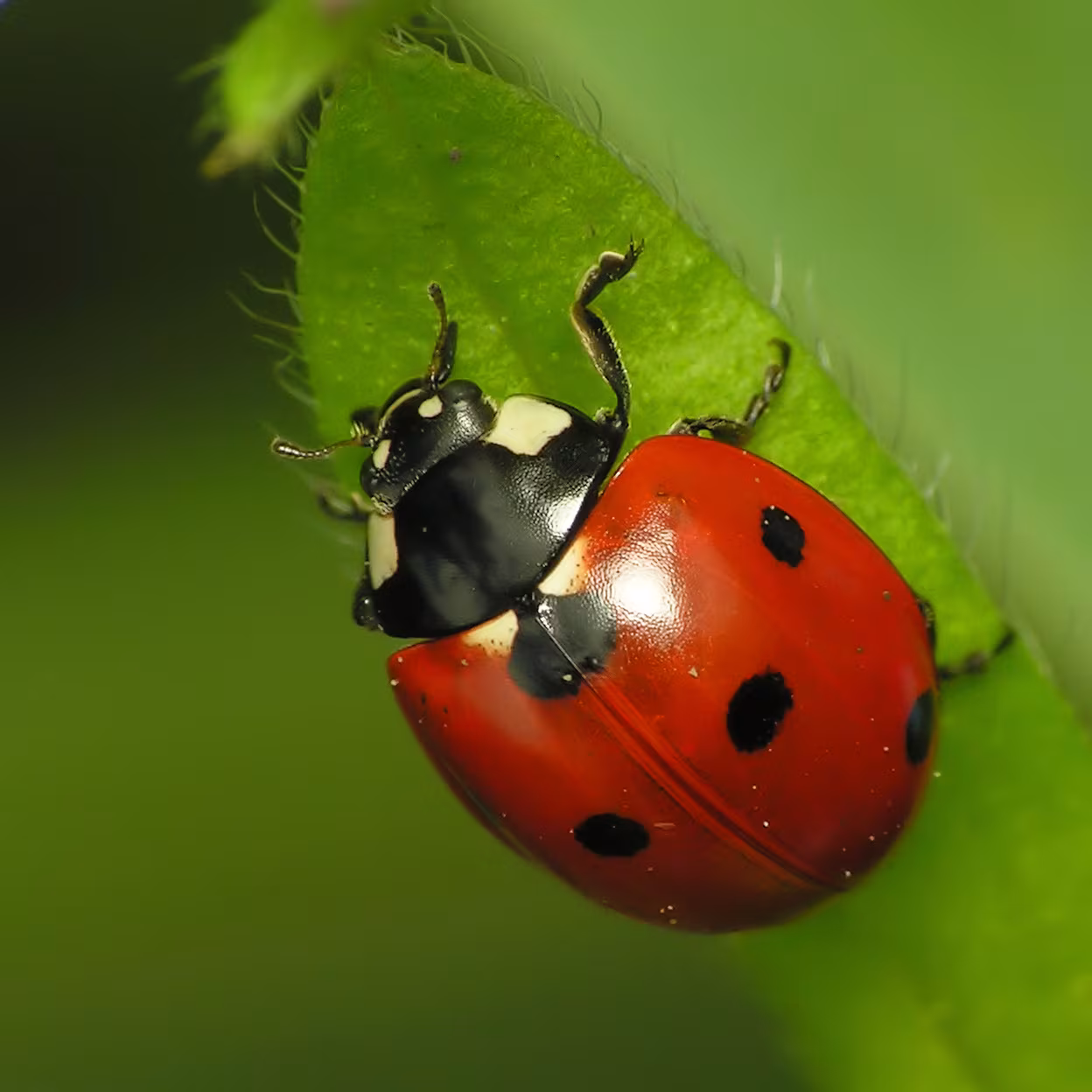 coccinella comune