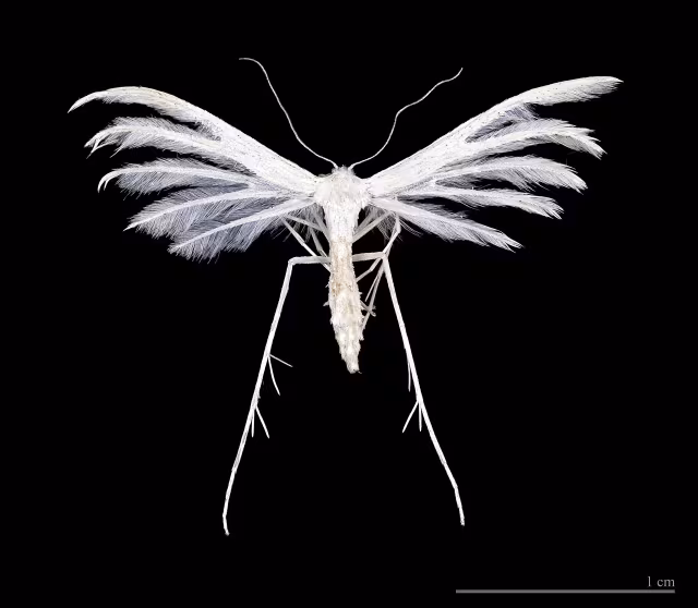 Pterophorus pentadactyla