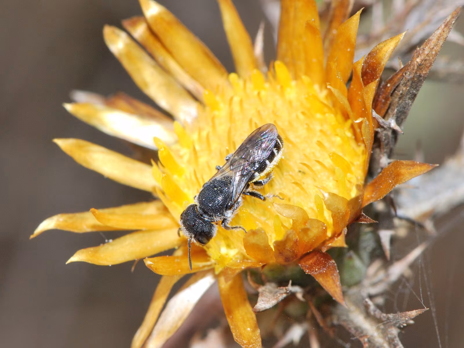 Heriades truncorum