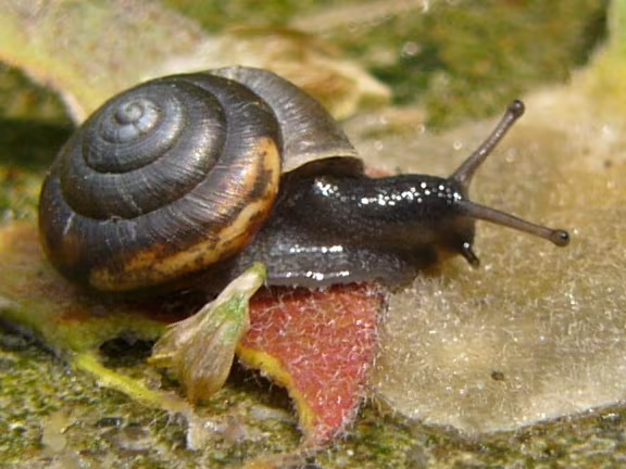 Trochulus hispidus
