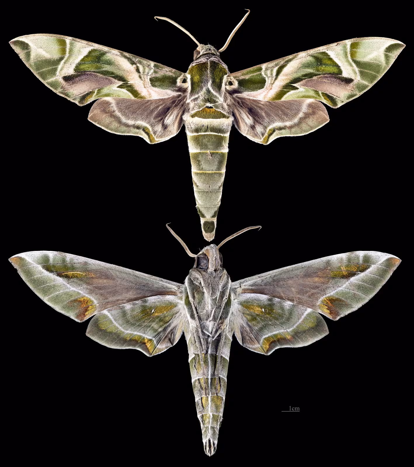 Oleander Hawkmoth