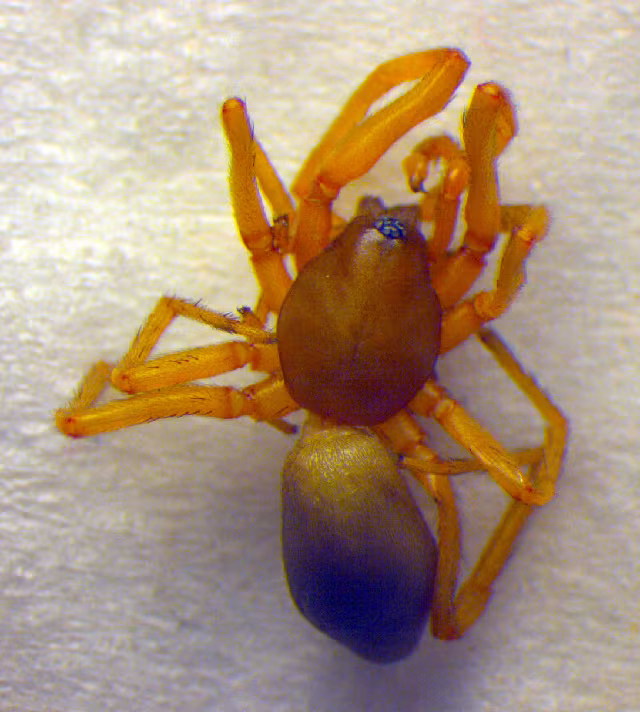 Harpactea rubicunda