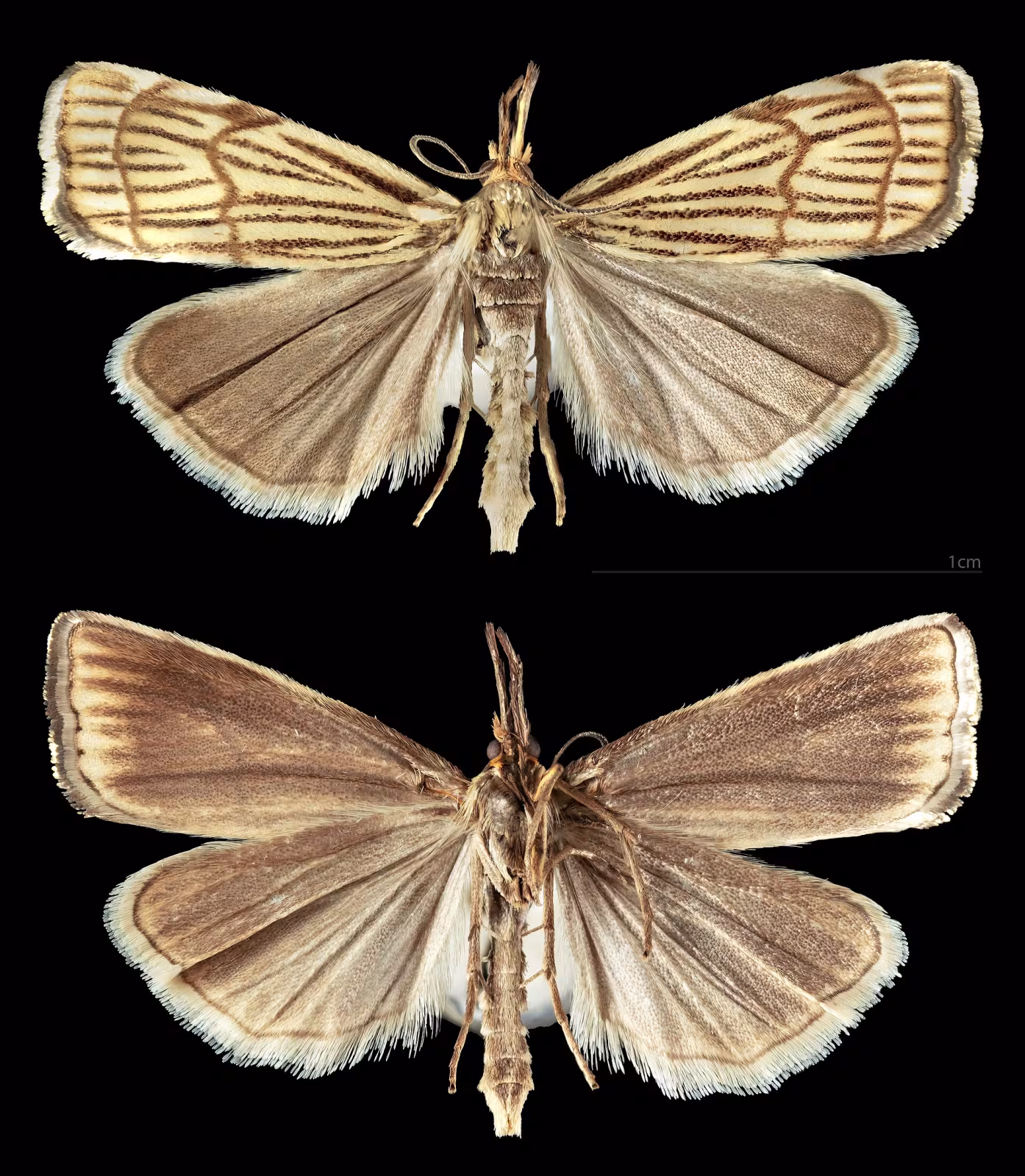 Thisanotia chrysonuchella