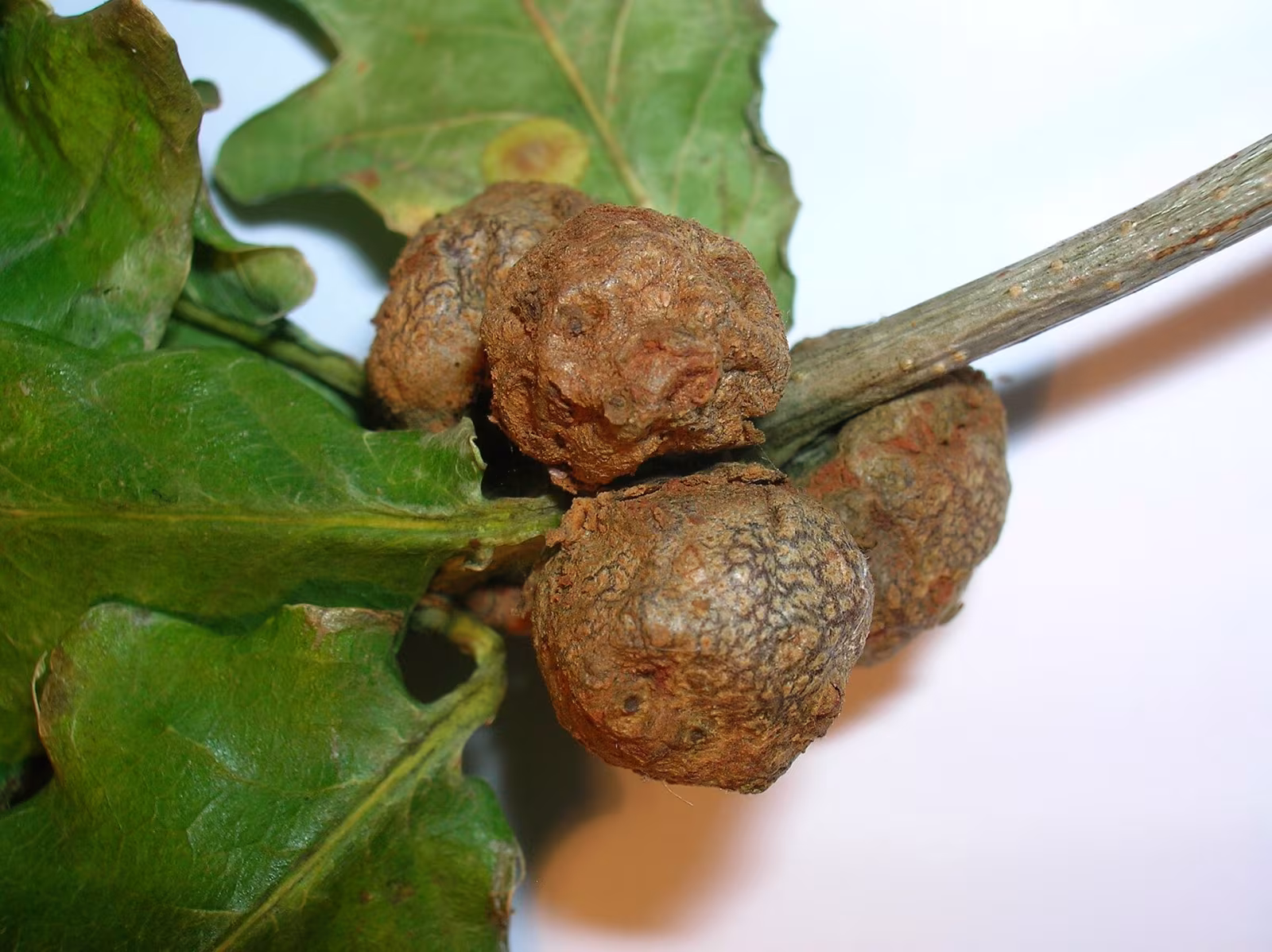 Andricus lignicola