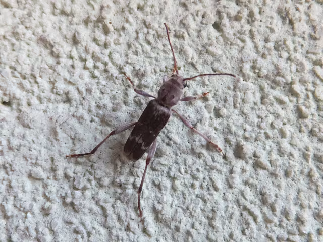 Xylotrechus stebbingi