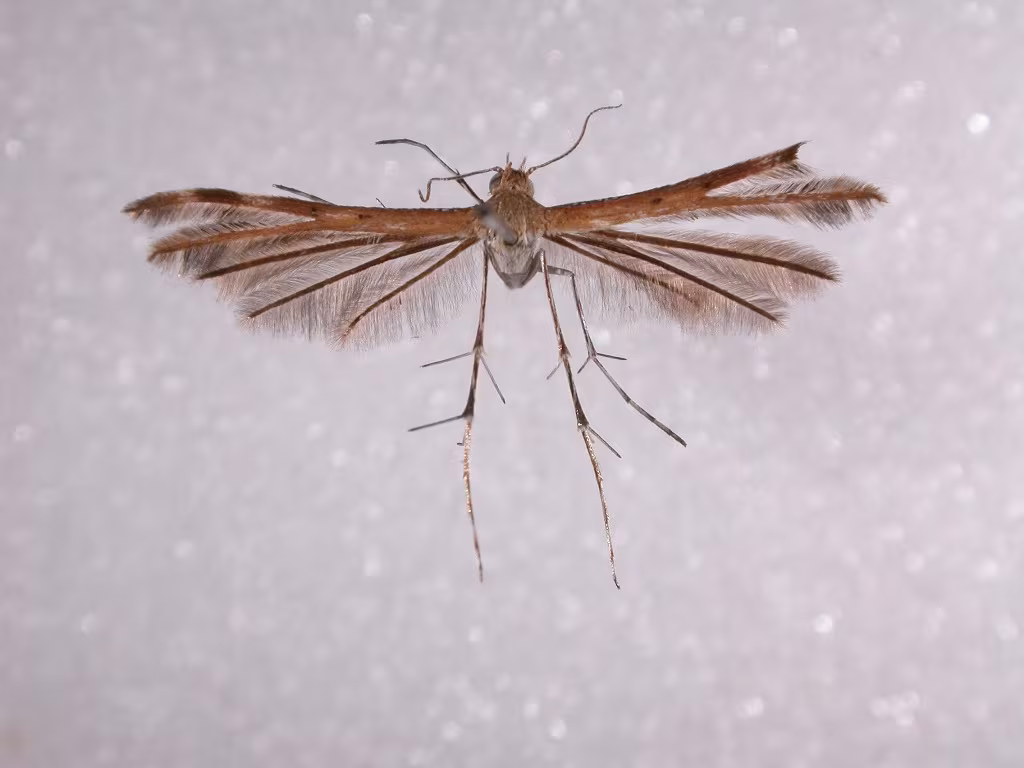 Megalorhipida leucodactylus