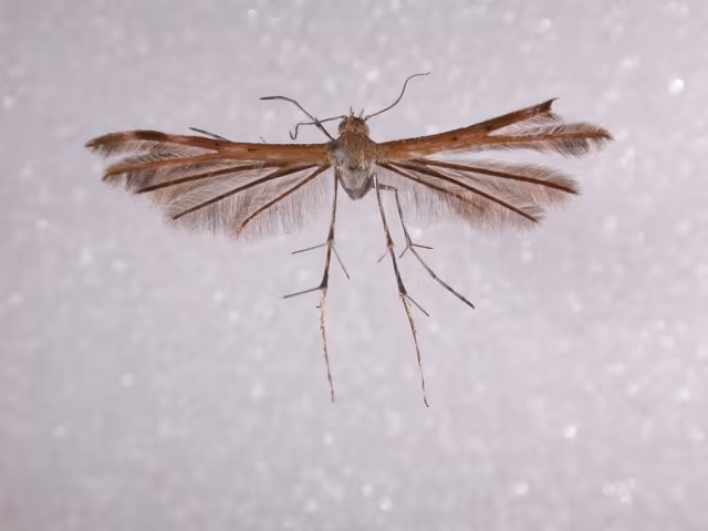 Megalorhipida leucodactylus