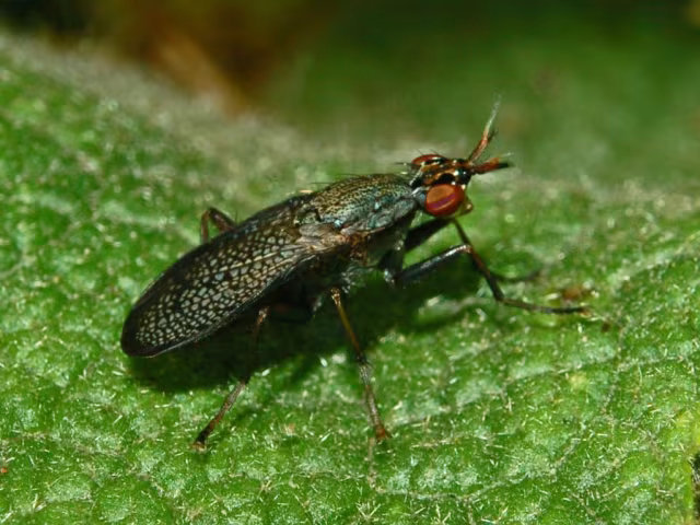 Coremacera marginata