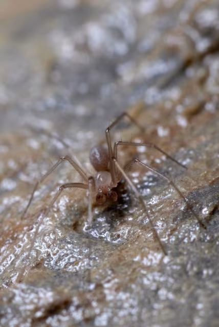 Troglohyphantes konradi
