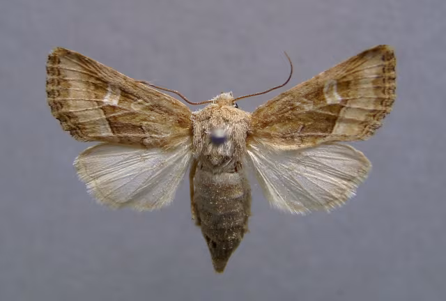 Luperina dumerilii