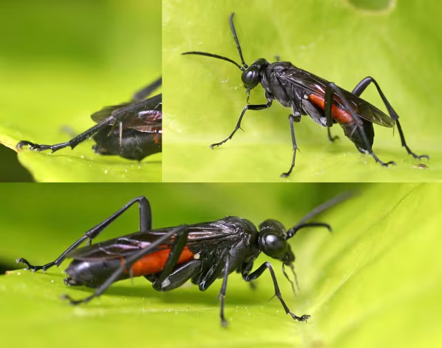 Macrophya annulata