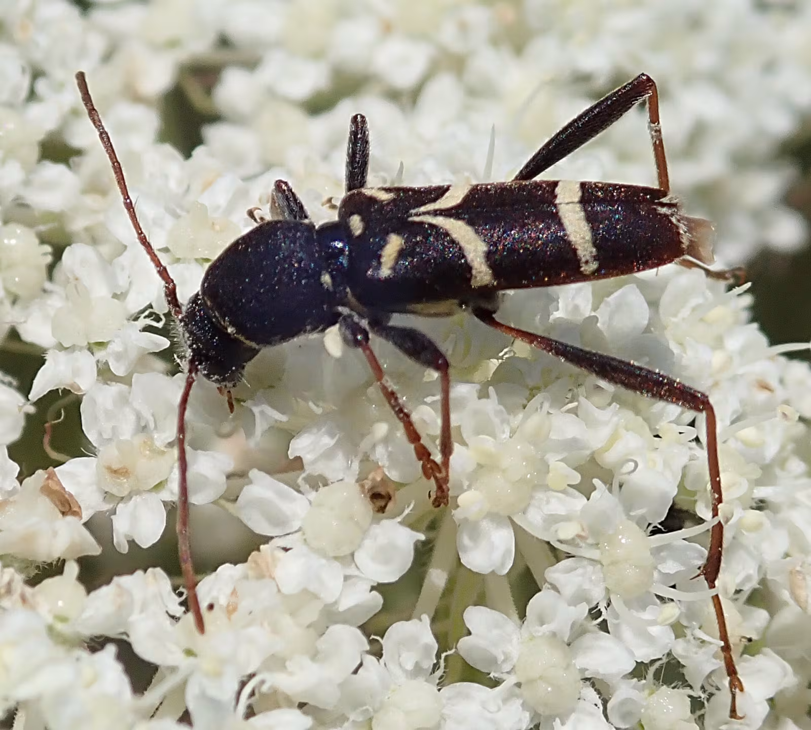 Clytus lama