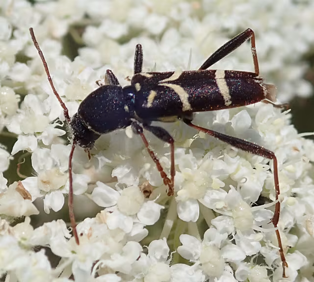 Clytus lama